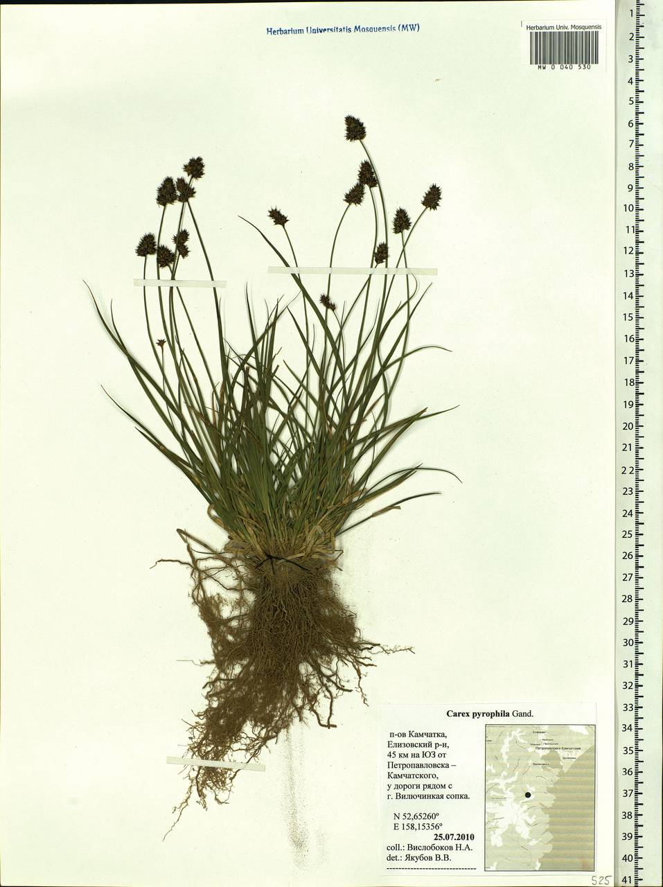 Carex macloviana var. macloviana, Siberia, Chukotka & Kamchatka (S7) (Russia)