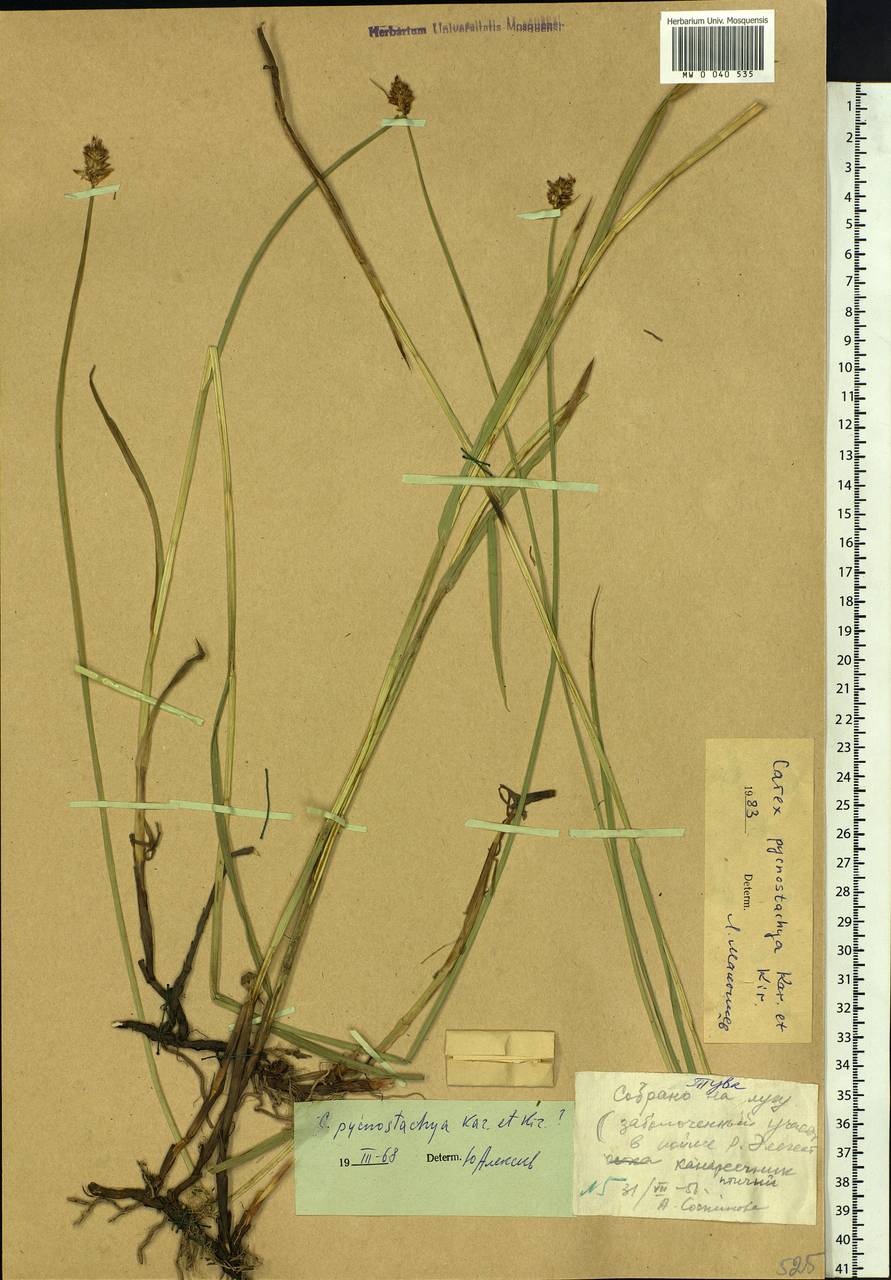 Carex nebularum Phil., Siberia, Altai & Sayany Mountains (S2) (Russia)
