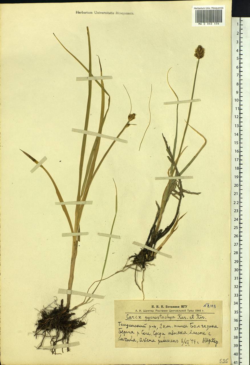 Carex nebularum Phil., Siberia, Altai & Sayany Mountains (S2) (Russia)