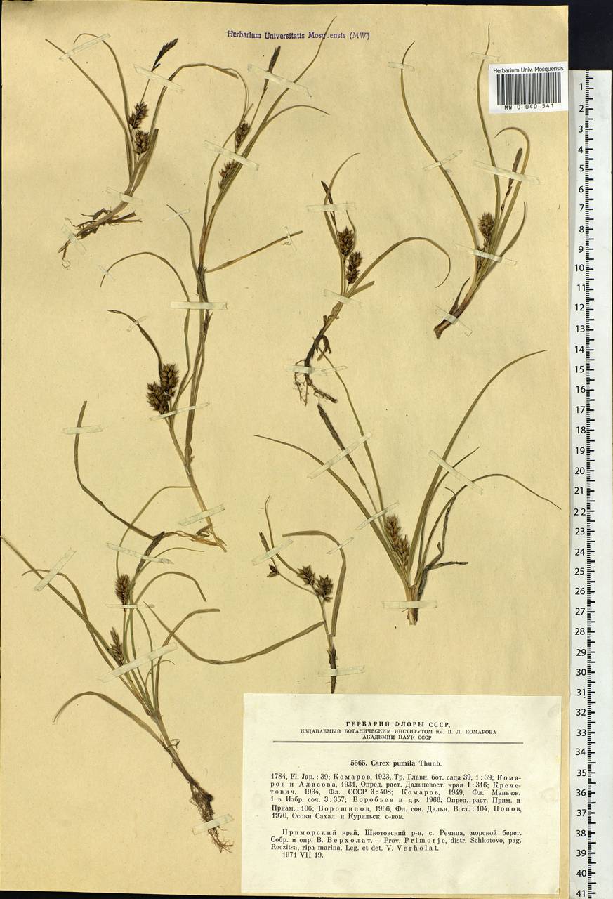 Carex pumila Thunb., Siberia, Russian Far East (S6) (Russia)