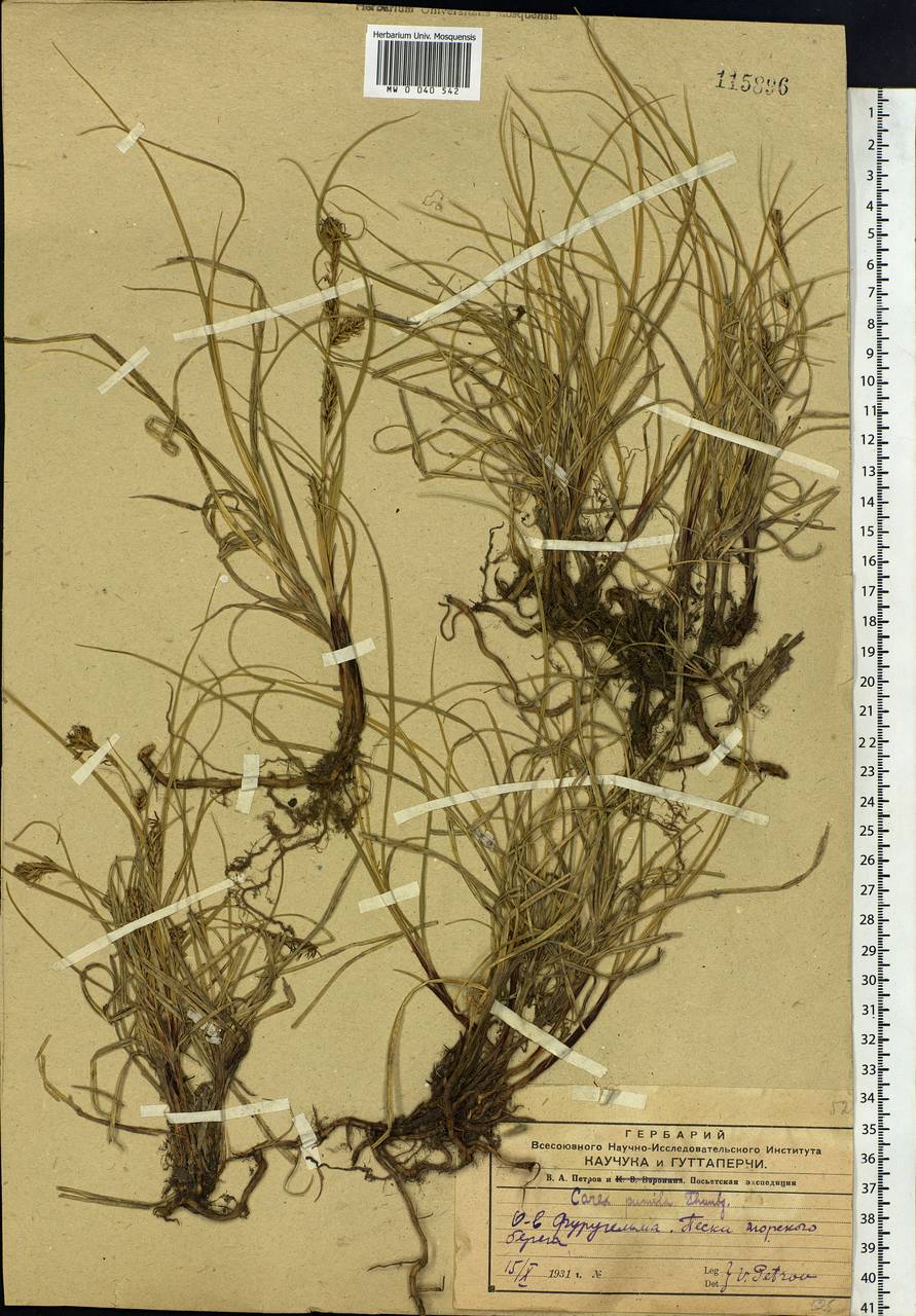 Carex pumila Thunb., Siberia, Russian Far East (S6) (Russia)