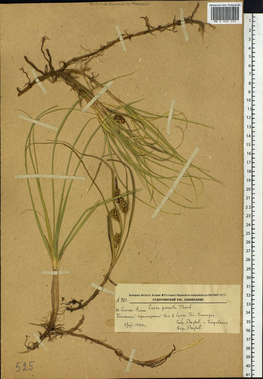 Carex pumila Thunb., Siberia, Russian Far East (S6) (Russia)