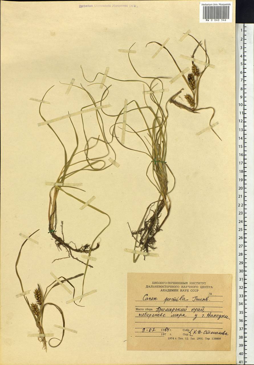 Carex pumila Thunb., Siberia, Russian Far East (S6) (Russia)