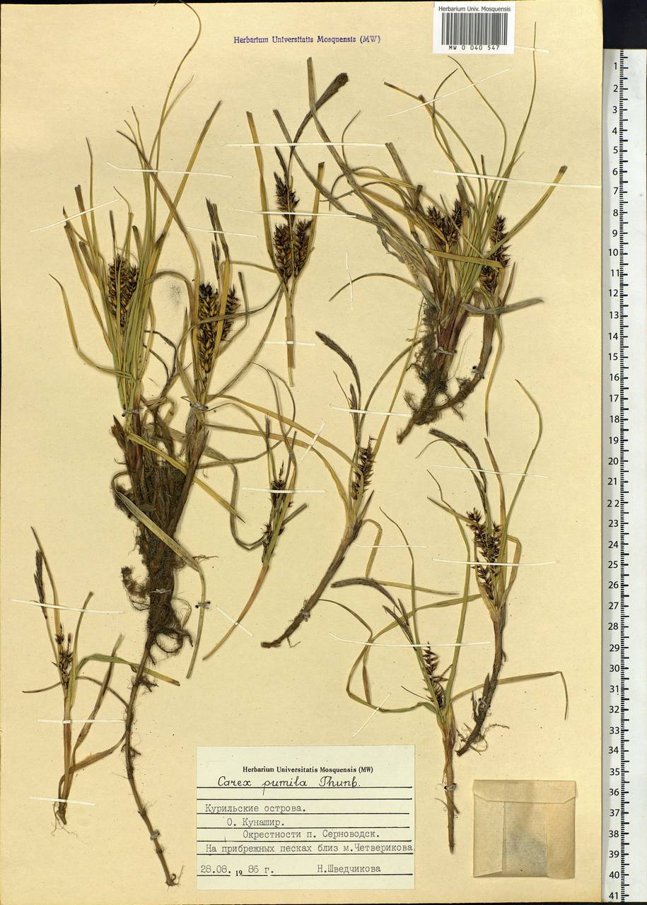 Carex pumila Thunb., Siberia, Russian Far East (S6) (Russia)