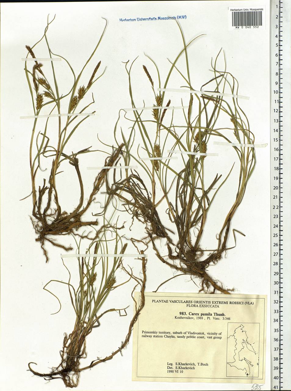 Carex pumila Thunb., Siberia, Russian Far East (S6) (Russia)