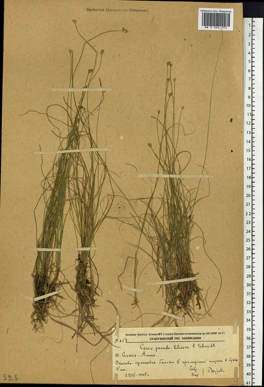 Carex pseudololiacea F.Schmidt, Siberia, Russian Far East (S6) (Russia)