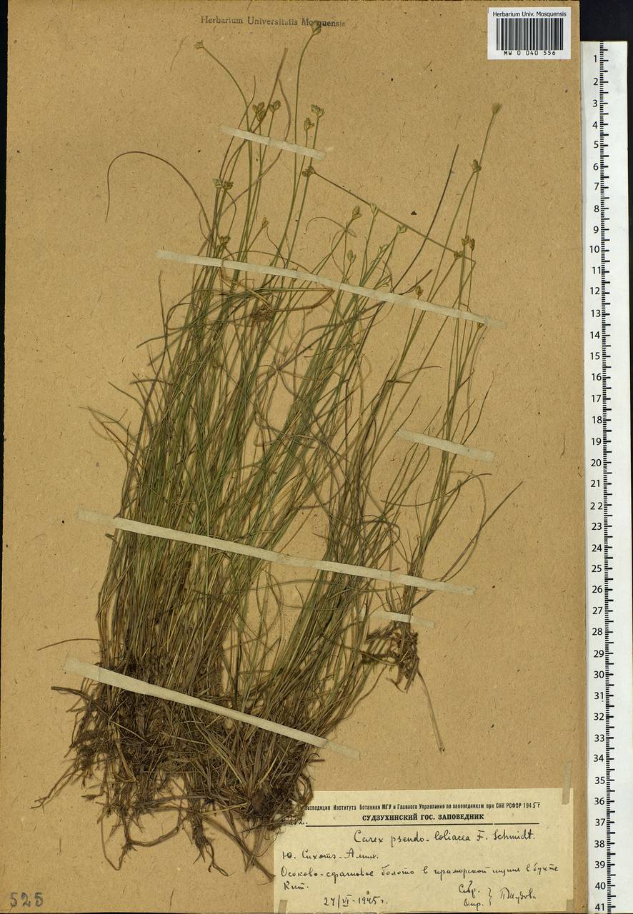 Carex pseudololiacea F.Schmidt, Siberia, Russian Far East (S6) (Russia)