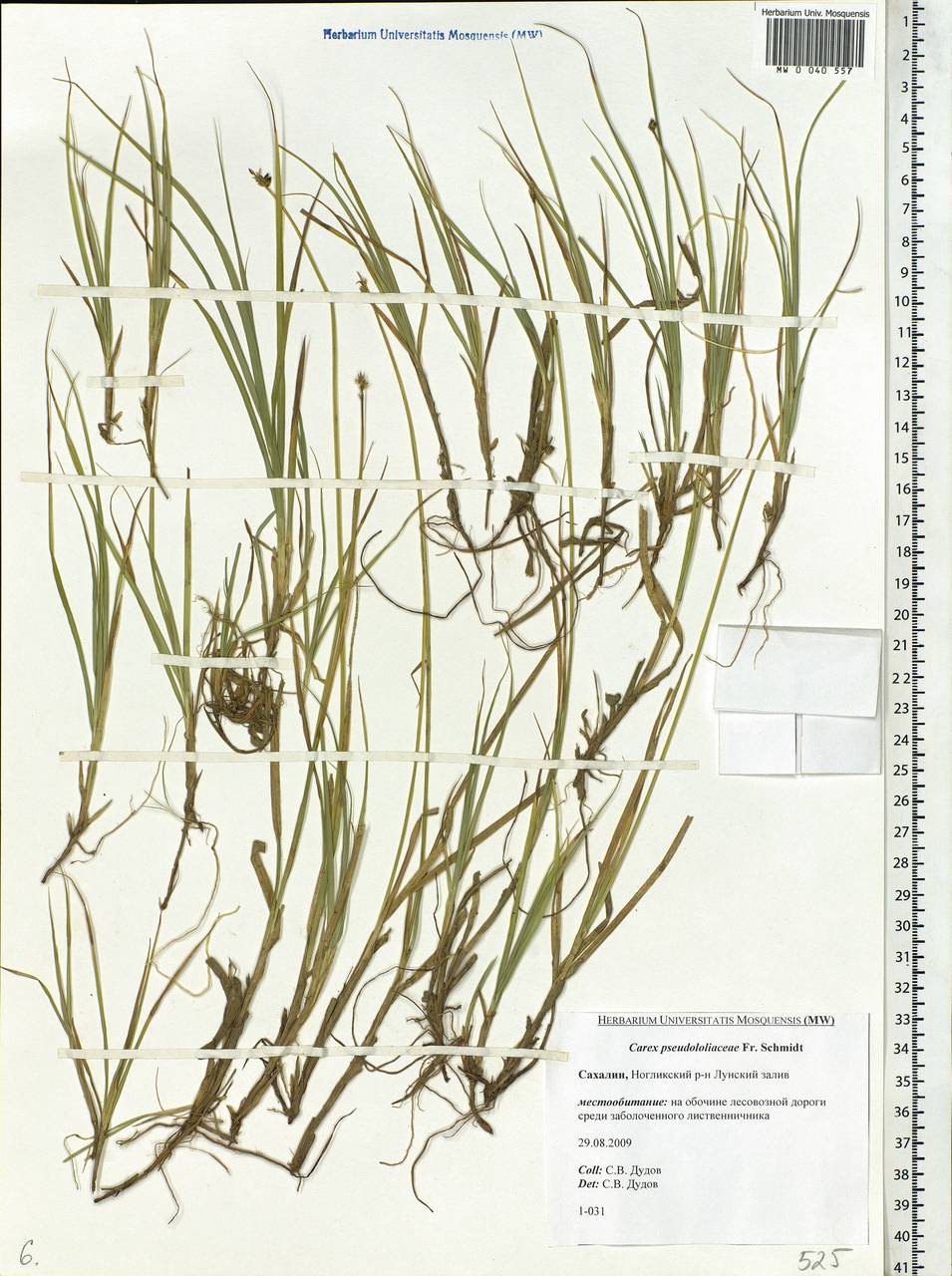 Carex pseudololiacea F.Schmidt, Siberia, Russian Far East (S6) (Russia)