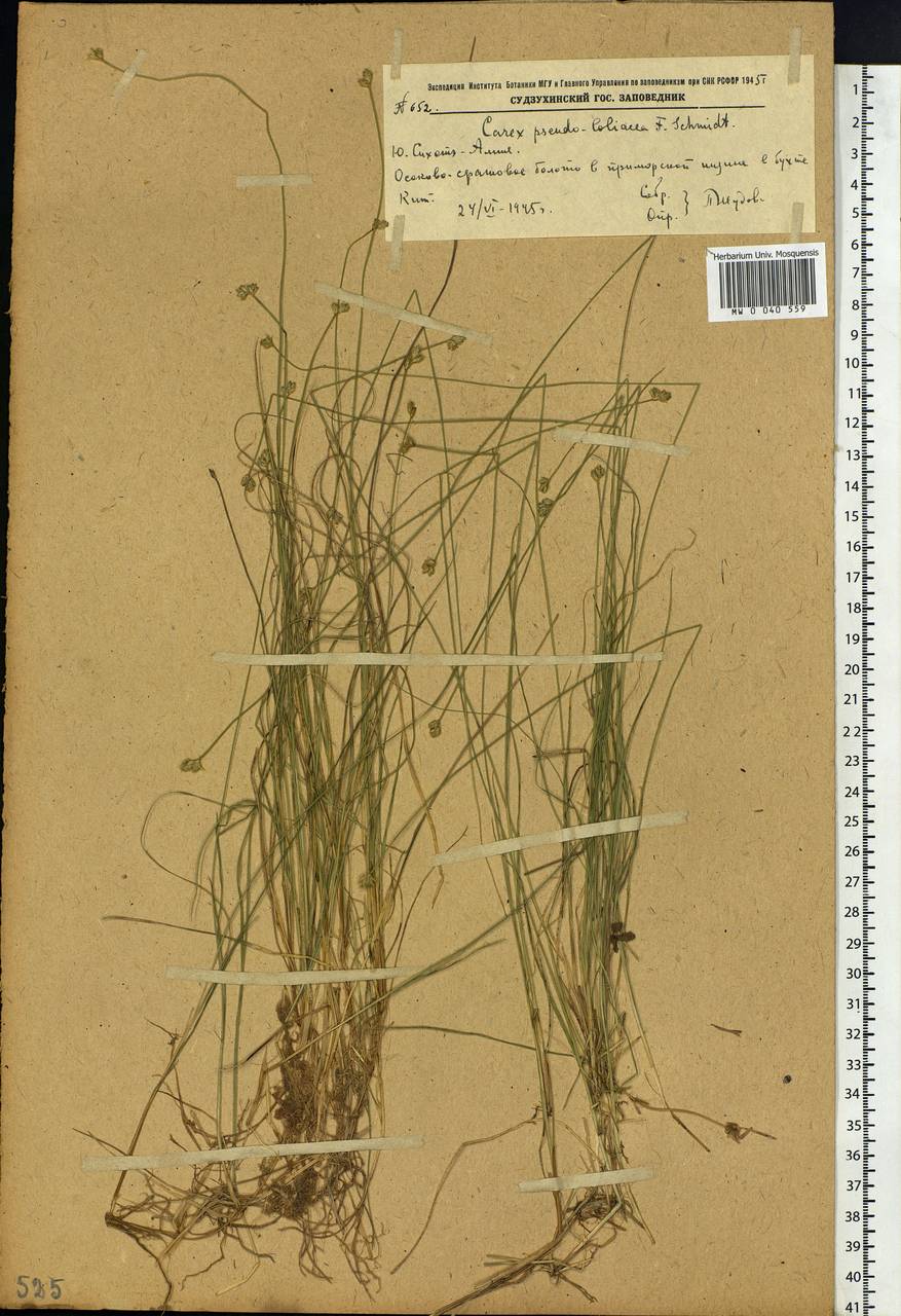 Carex pseudololiacea F.Schmidt, Siberia, Russian Far East (S6) (Russia)