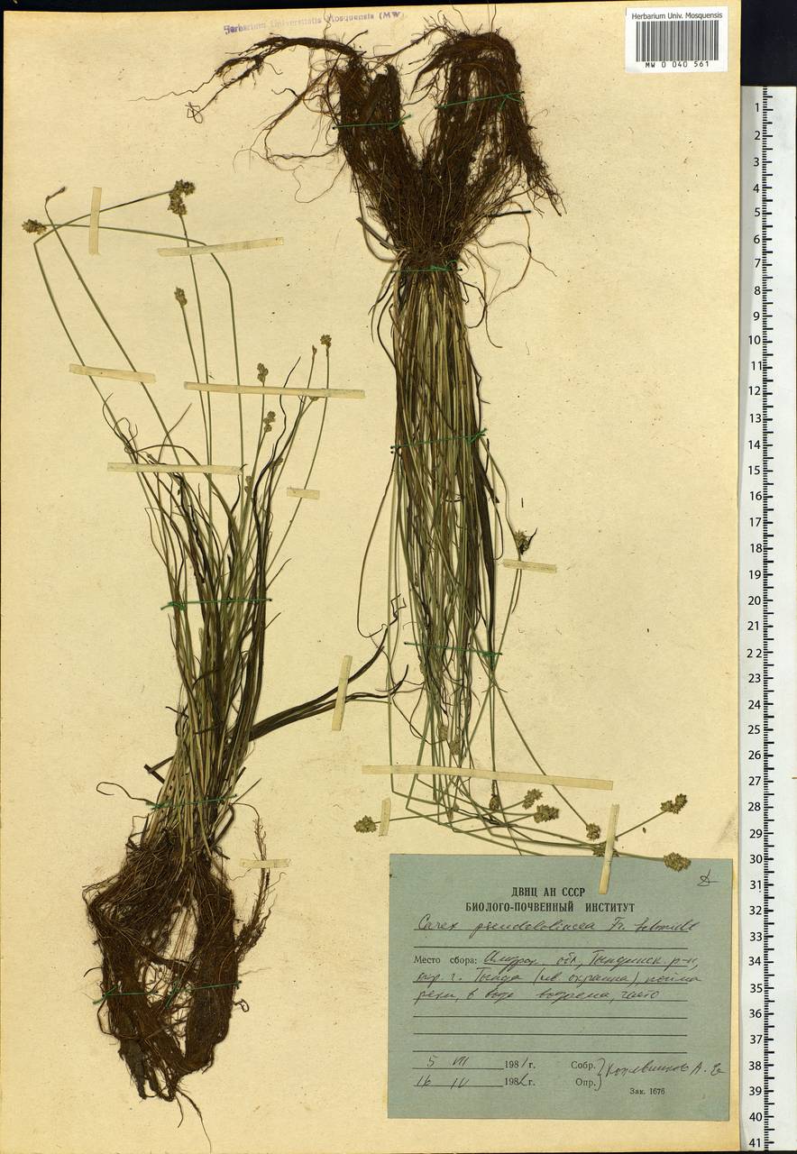 Carex pseudololiacea F.Schmidt, Siberia, Russian Far East (S6) (Russia)
