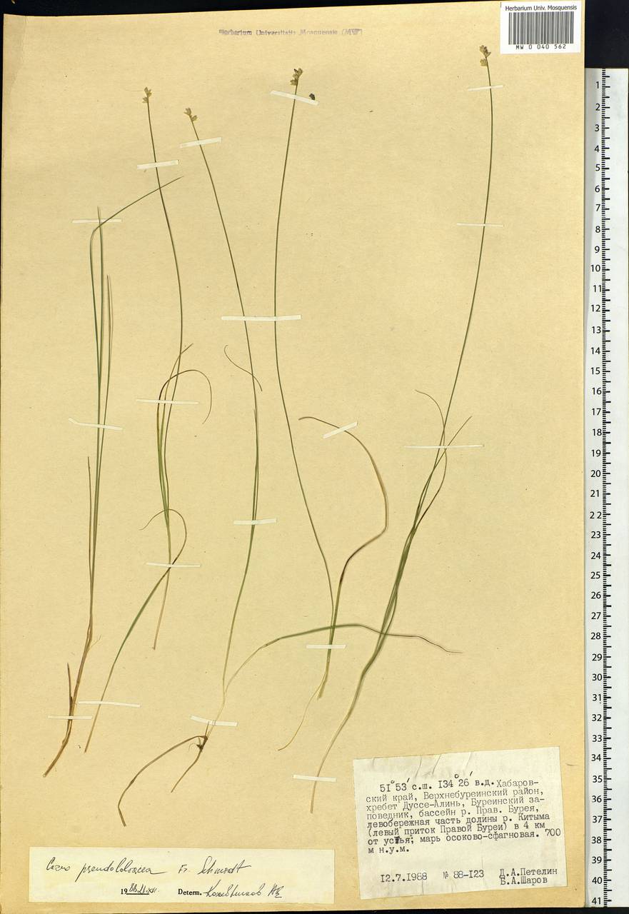 Carex pseudololiacea F.Schmidt, Siberia, Russian Far East (S6) (Russia)