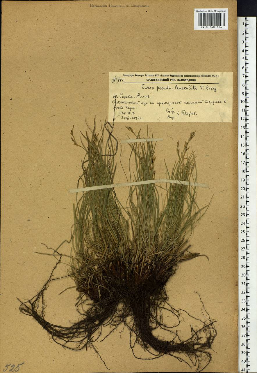 Carex lanceolata var. subpediformis Kük., Siberia, Russian Far East (S6) (Russia)