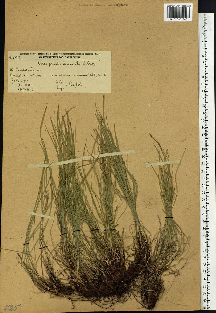 Carex lanceolata var. subpediformis Kük., Siberia, Russian Far East (S6) (Russia)