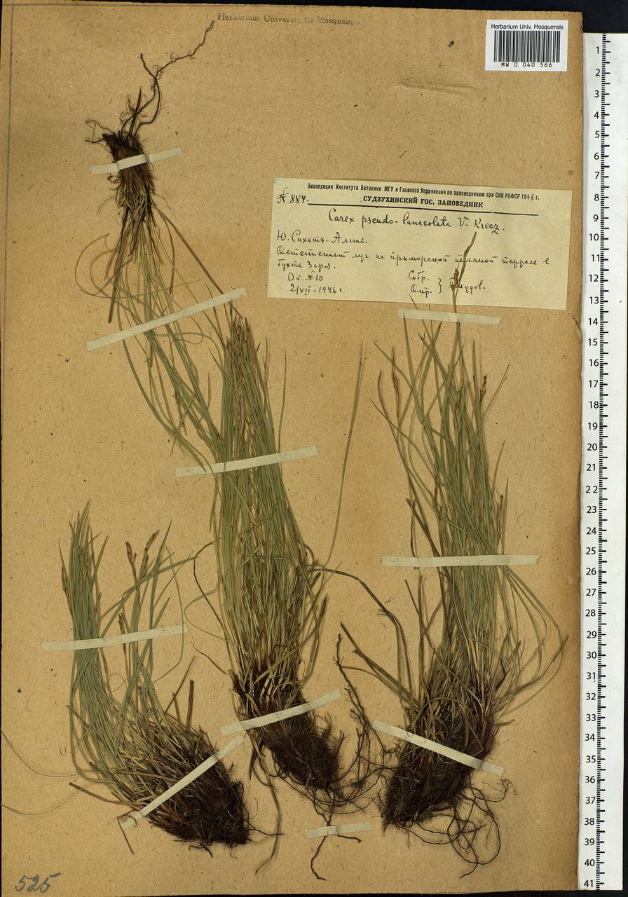 Carex lanceolata var. subpediformis Kük., Siberia, Russian Far East (S6) (Russia)