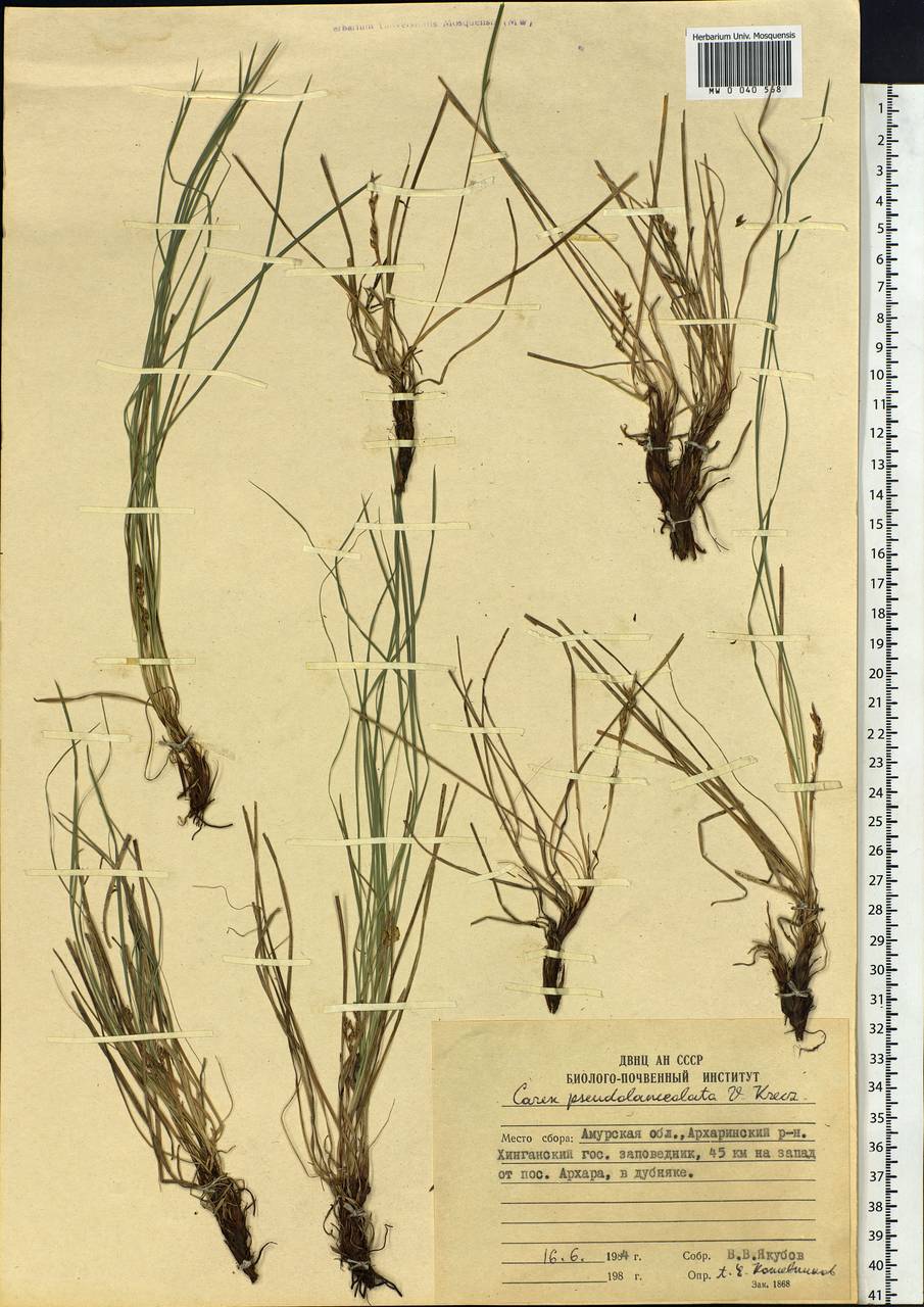 Carex lanceolata var. subpediformis Kük., Siberia, Russian Far East (S6) (Russia)