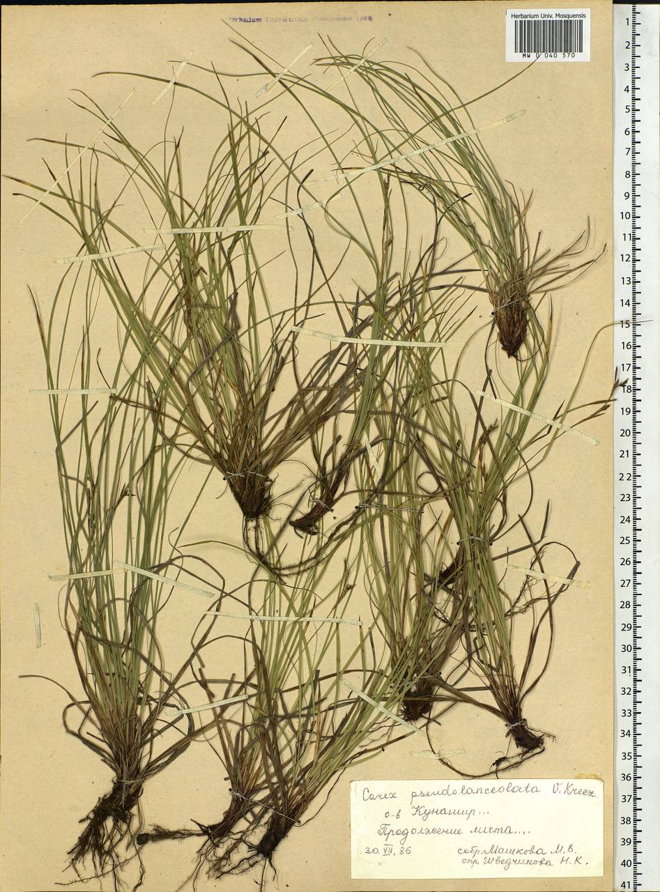 Carex lanceolata var. subpediformis Kük., Siberia, Russian Far East (S6) (Russia)