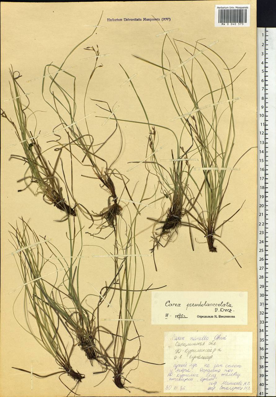 Carex lanceolata var. subpediformis Kük., Siberia, Russian Far East (S6) (Russia)
