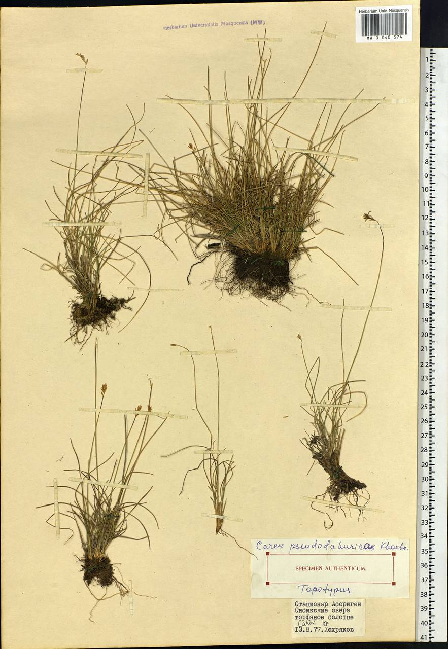 Carex pseudodahurica A.P.Khokhr., Siberia, Chukotka & Kamchatka (S7) (Russia)