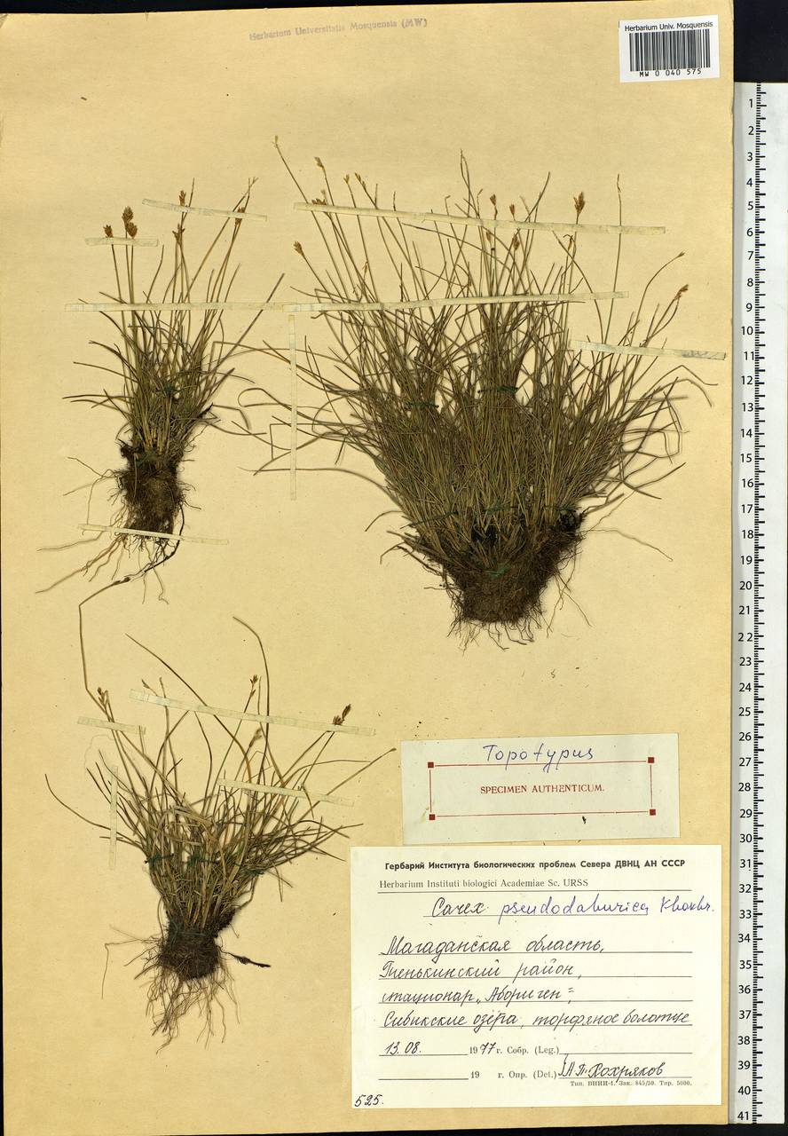 Carex pseudodahurica A.P.Khokhr., Siberia, Chukotka & Kamchatka (S7) (Russia)