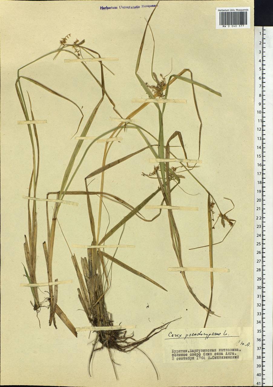 Carex pseudocyperus L., Siberia, Baikal & Transbaikal region (S4) (Russia)