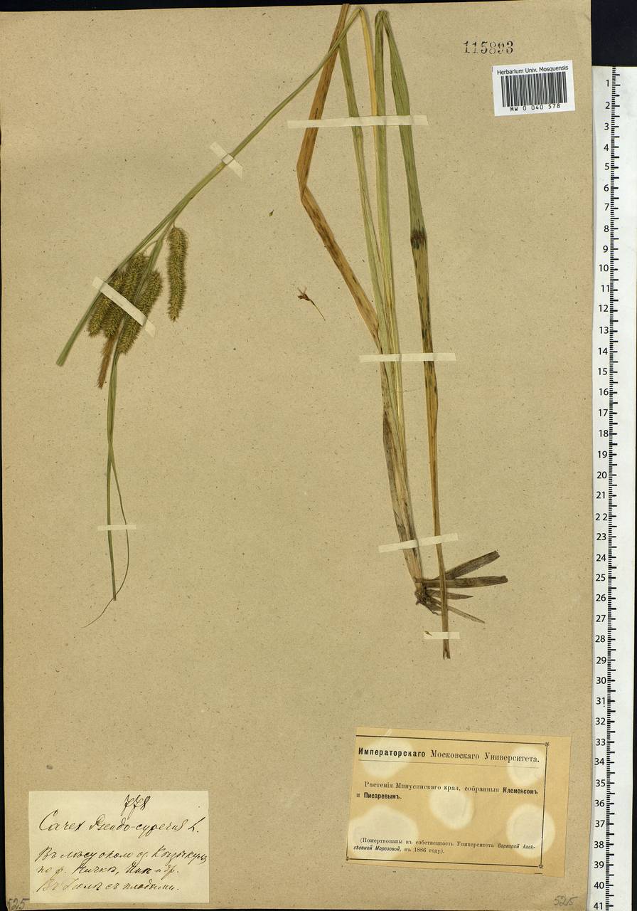Carex pseudocyperus L., Siberia, Altai & Sayany Mountains (S2) (Russia)