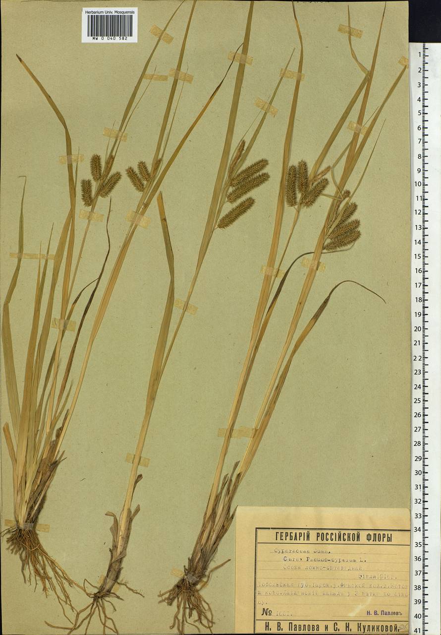 Carex pseudocyperus L., Siberia, Western Siberia (S1) (Russia)