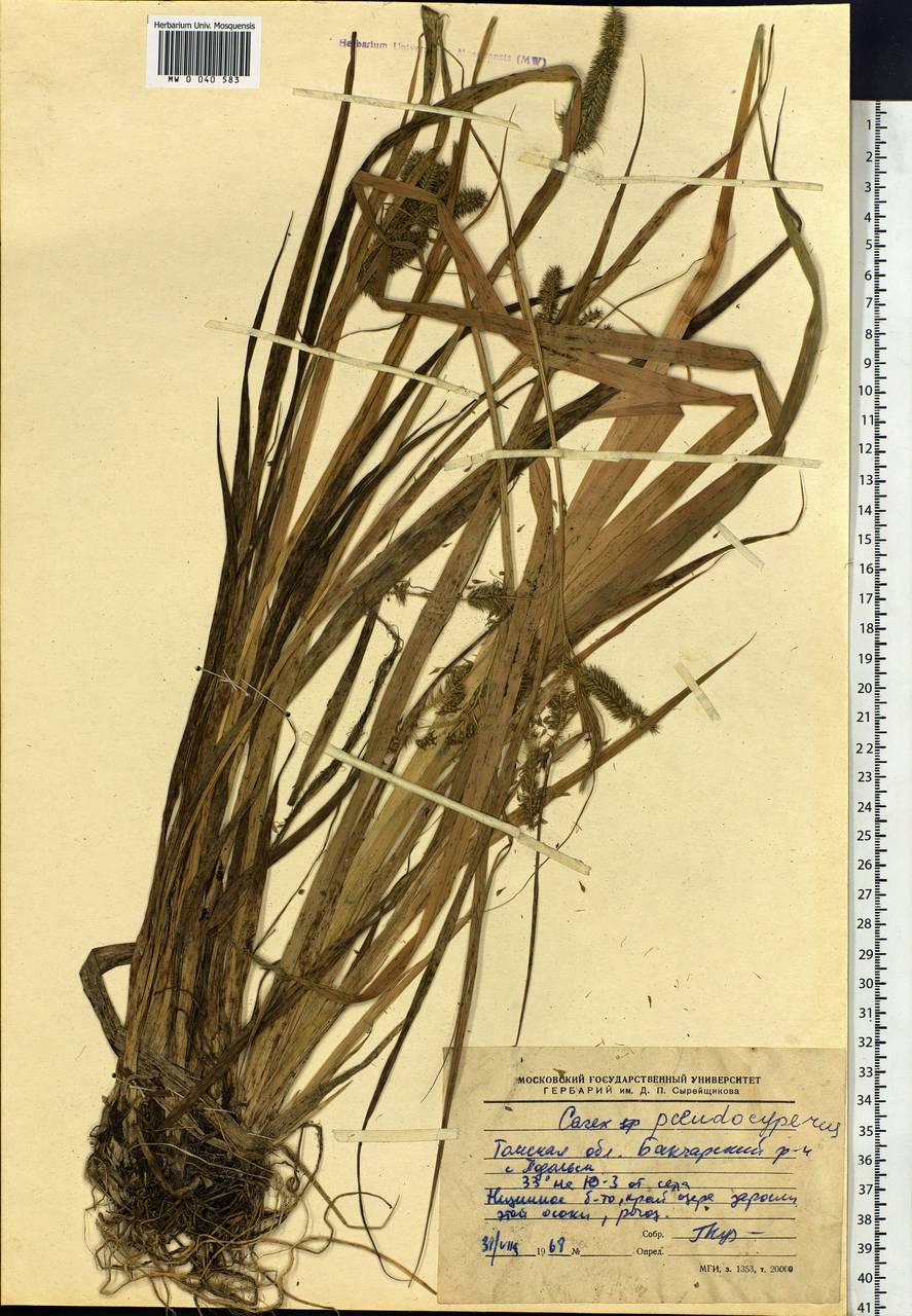 Carex pseudocyperus L., Siberia, Western Siberia (S1) (Russia)