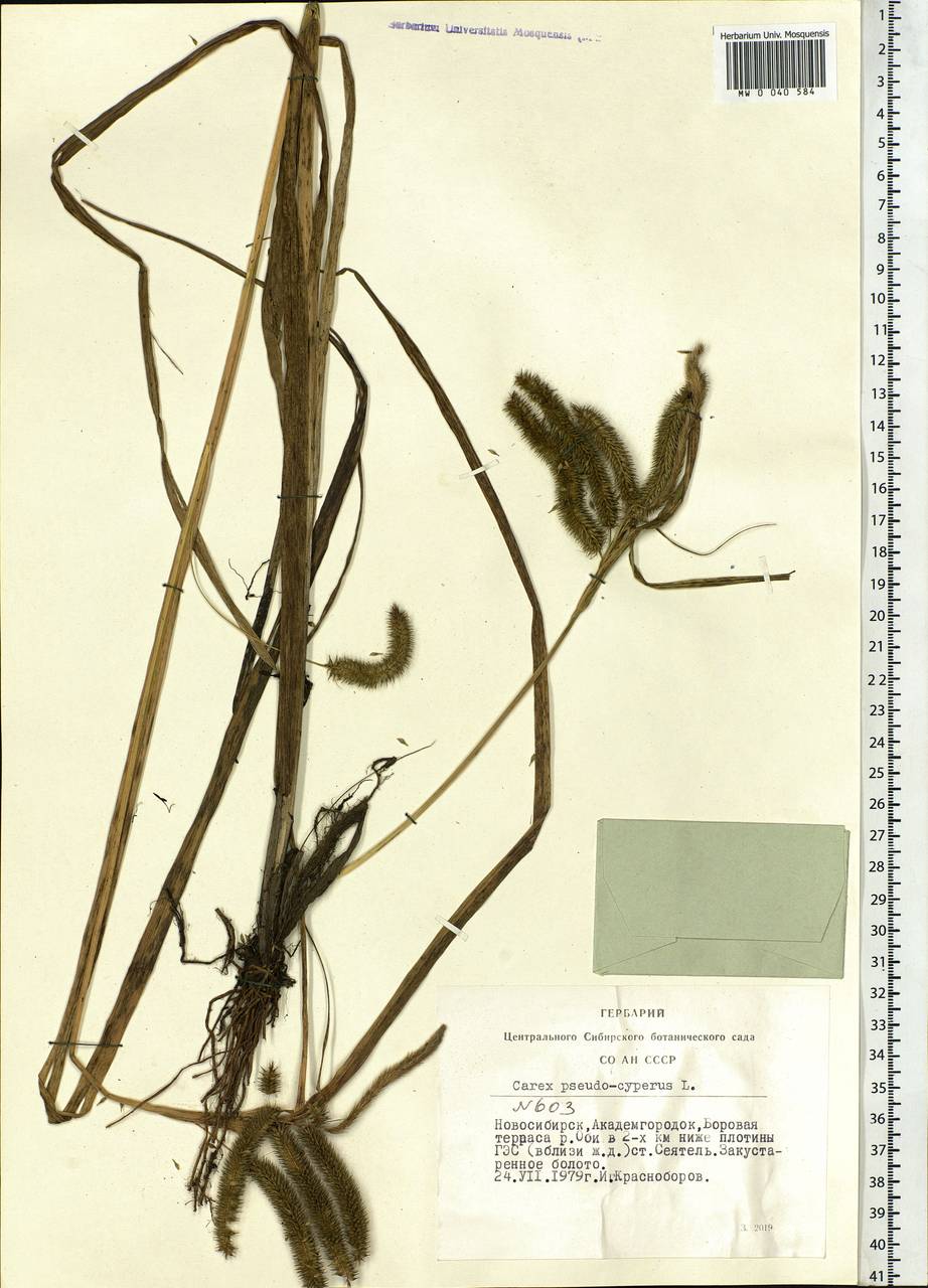 Carex pseudocyperus L., Siberia, Western Siberia (S1) (Russia)
