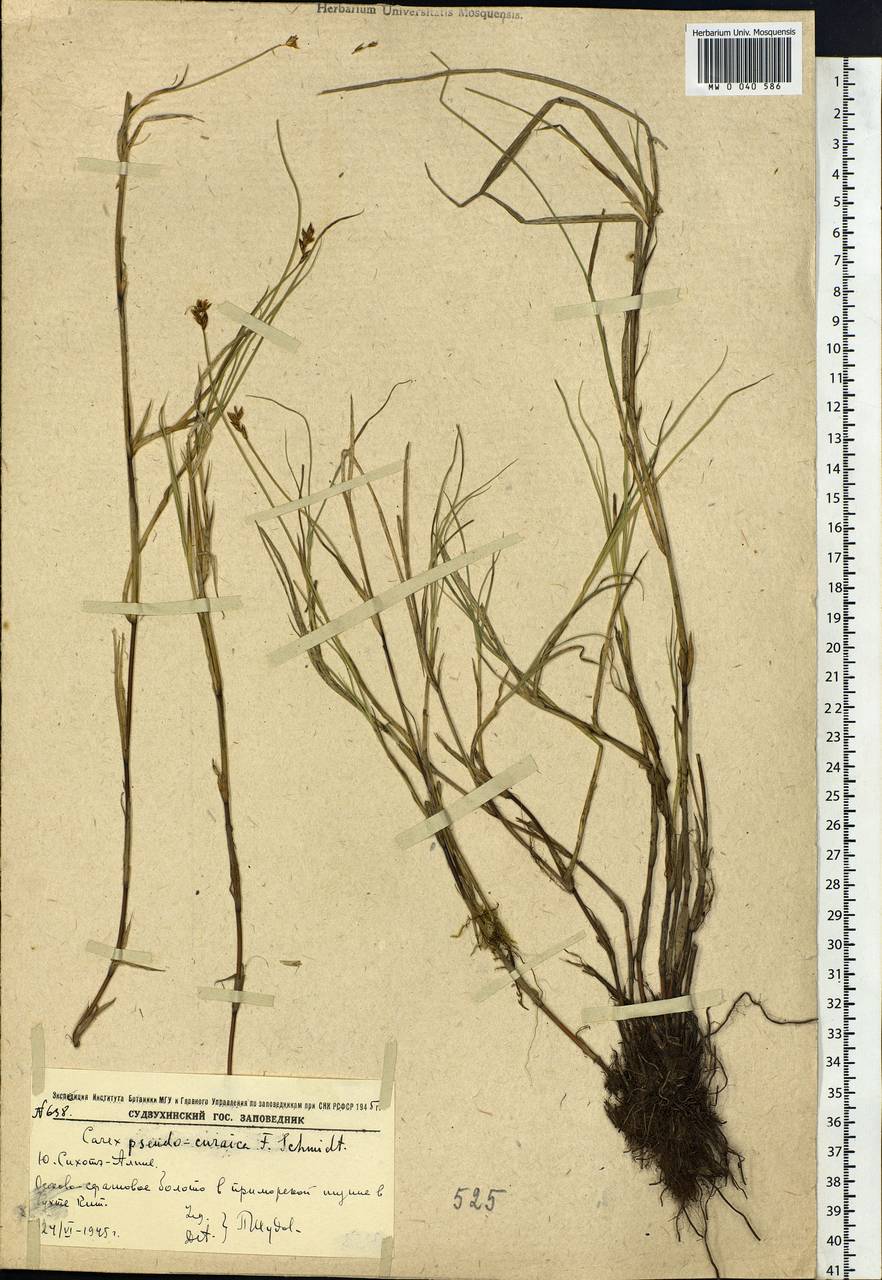 Carex pseudocuraica F.Schmidt, Siberia, Russian Far East (S6) (Russia)