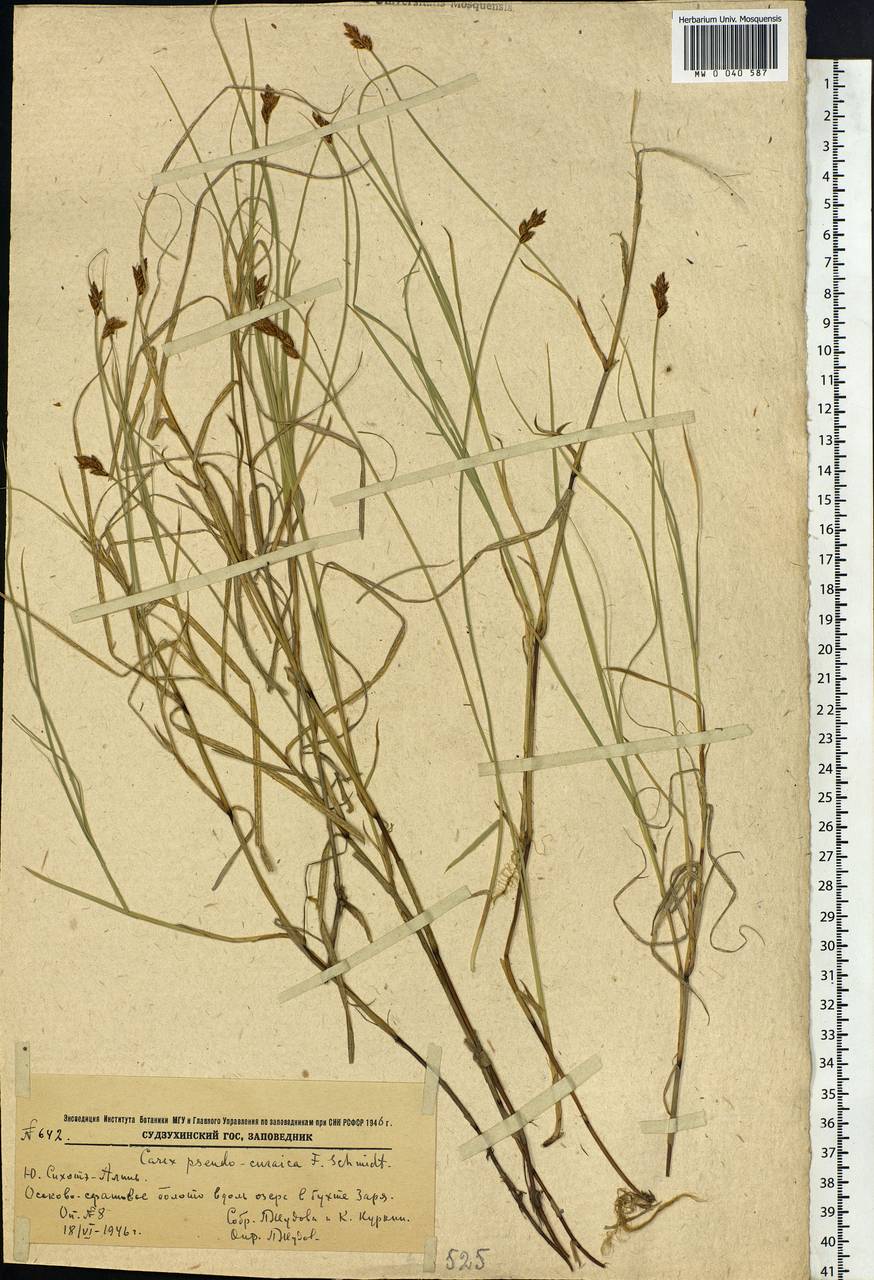 Carex pseudocuraica F.Schmidt, Siberia, Russian Far East (S6) (Russia)
