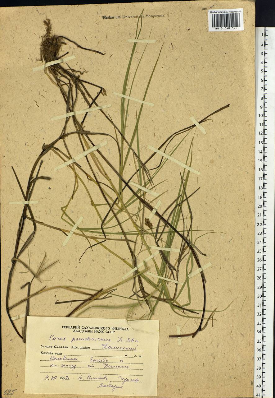 Carex pseudocuraica F.Schmidt, Siberia, Russian Far East (S6) (Russia)