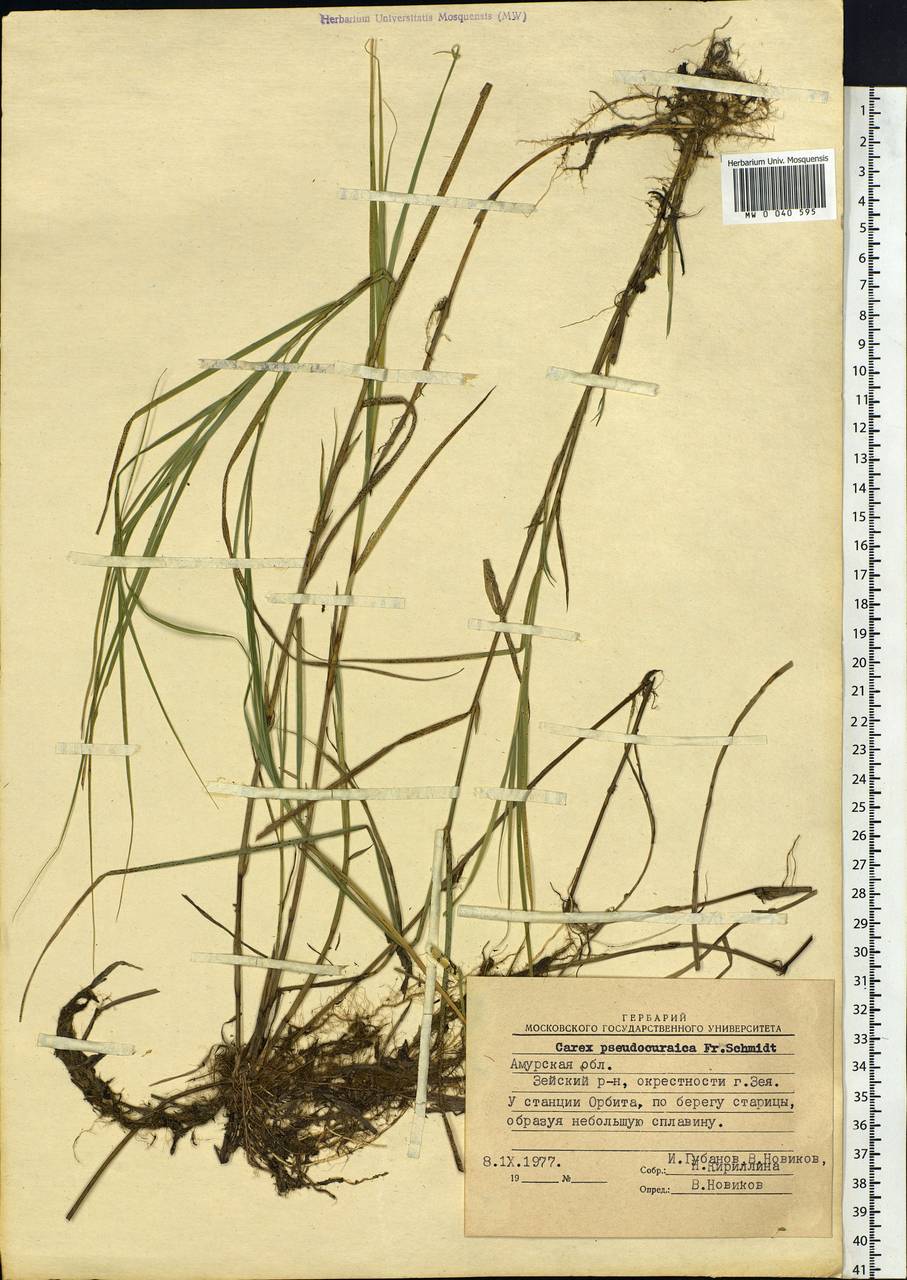 Carex pseudocuraica F.Schmidt, Siberia, Russian Far East (S6) (Russia)