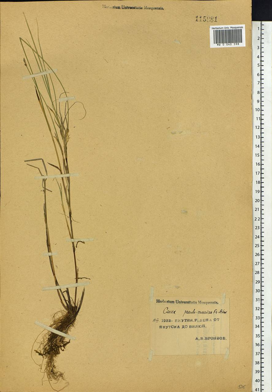 Carex pseudocuraica F.Schmidt, Siberia, Yakutia (S5) (Russia)
