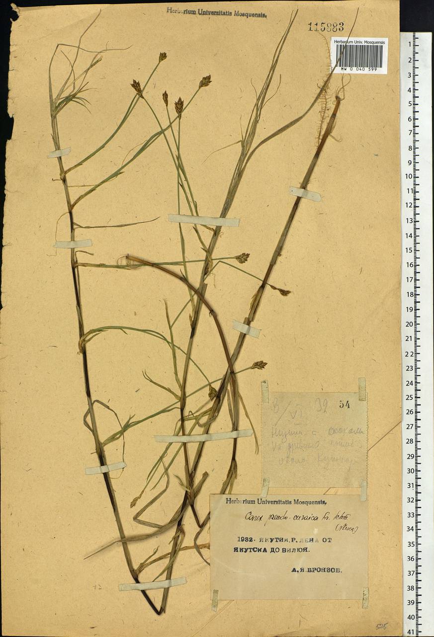 Carex pseudocuraica F.Schmidt, Siberia, Yakutia (S5) (Russia)