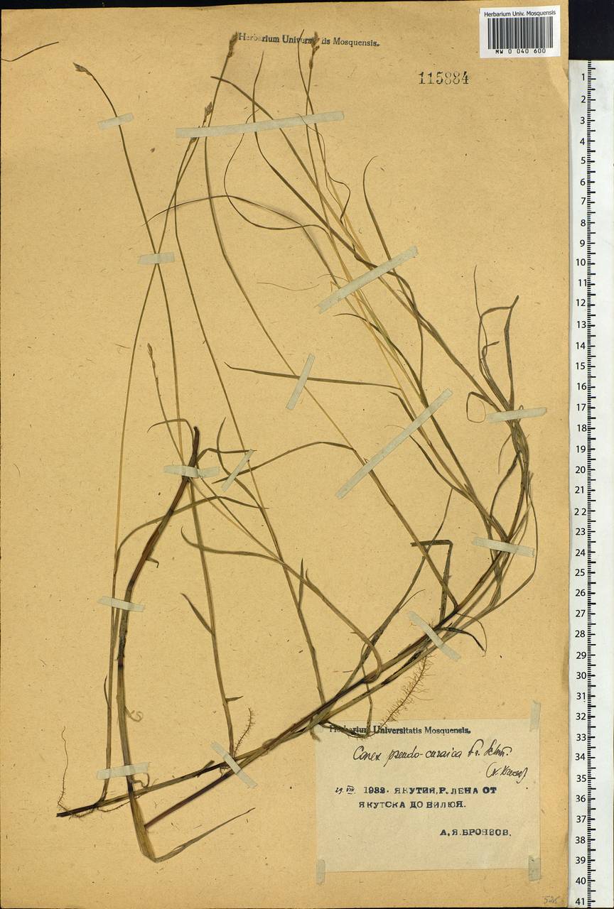 Carex pseudocuraica F.Schmidt, Siberia, Yakutia (S5) (Russia)