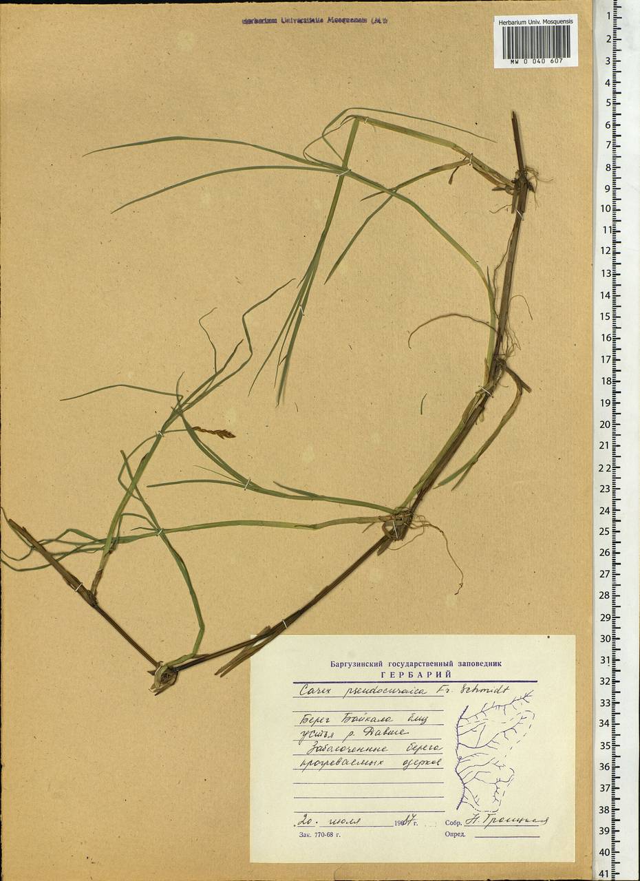 Carex pseudocuraica F.Schmidt, Siberia, Baikal & Transbaikal region (S4) (Russia)