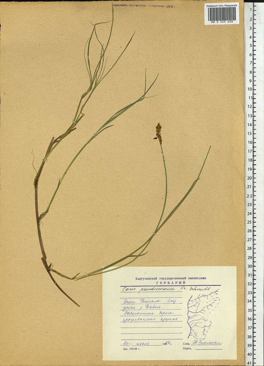 Carex pseudocuraica F.Schmidt, Siberia, Baikal & Transbaikal region (S4) (Russia)