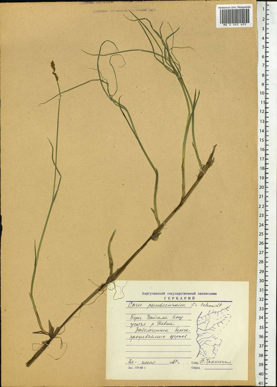 Carex pseudocuraica F.Schmidt, Siberia, Baikal & Transbaikal region (S4) (Russia)