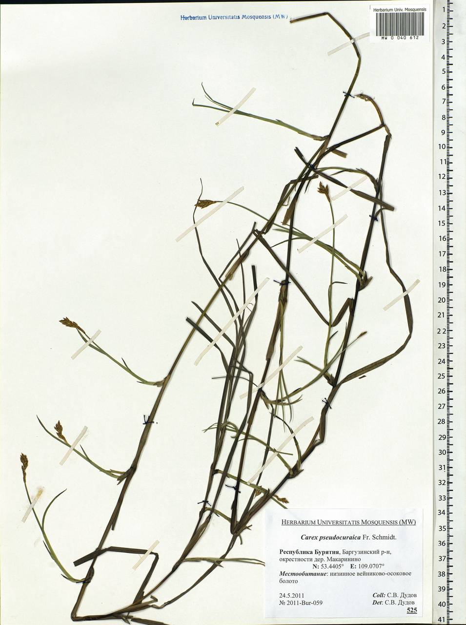 Carex pseudocuraica F.Schmidt, Siberia, Baikal & Transbaikal region (S4) (Russia)