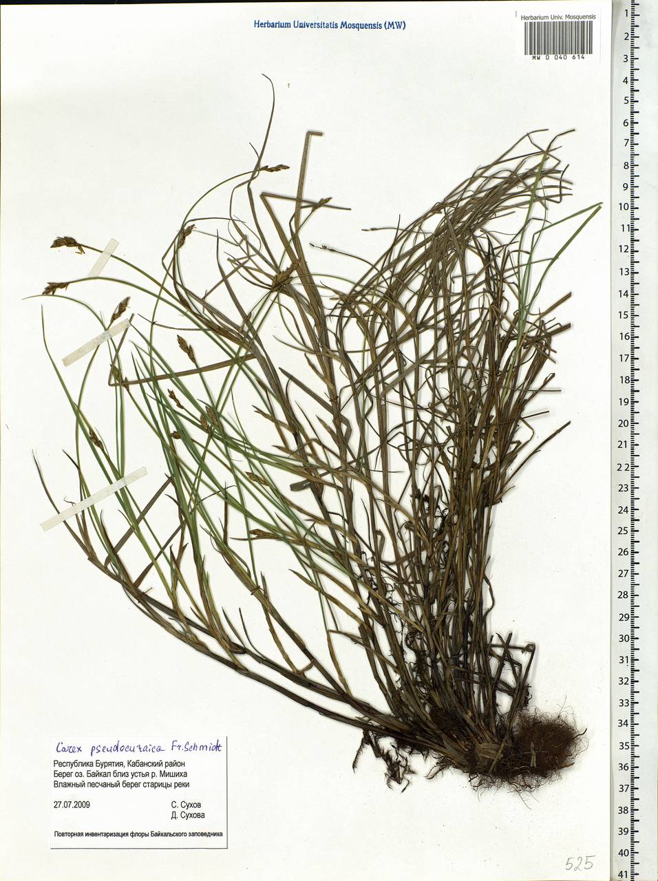 Carex pseudocuraica F.Schmidt, Siberia, Baikal & Transbaikal region (S4) (Russia)