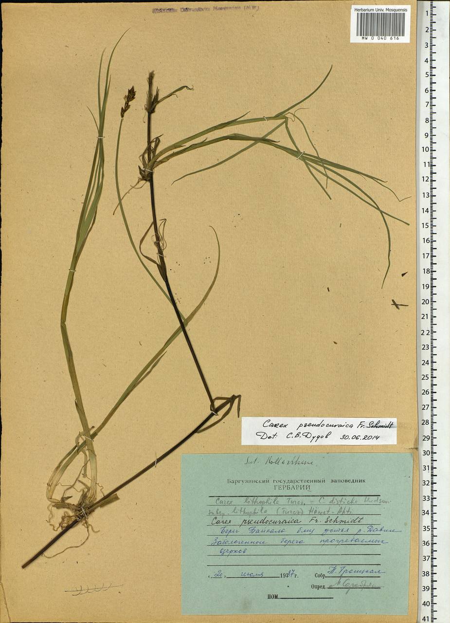 Carex pseudocuraica F.Schmidt, Siberia, Baikal & Transbaikal region (S4) (Russia)