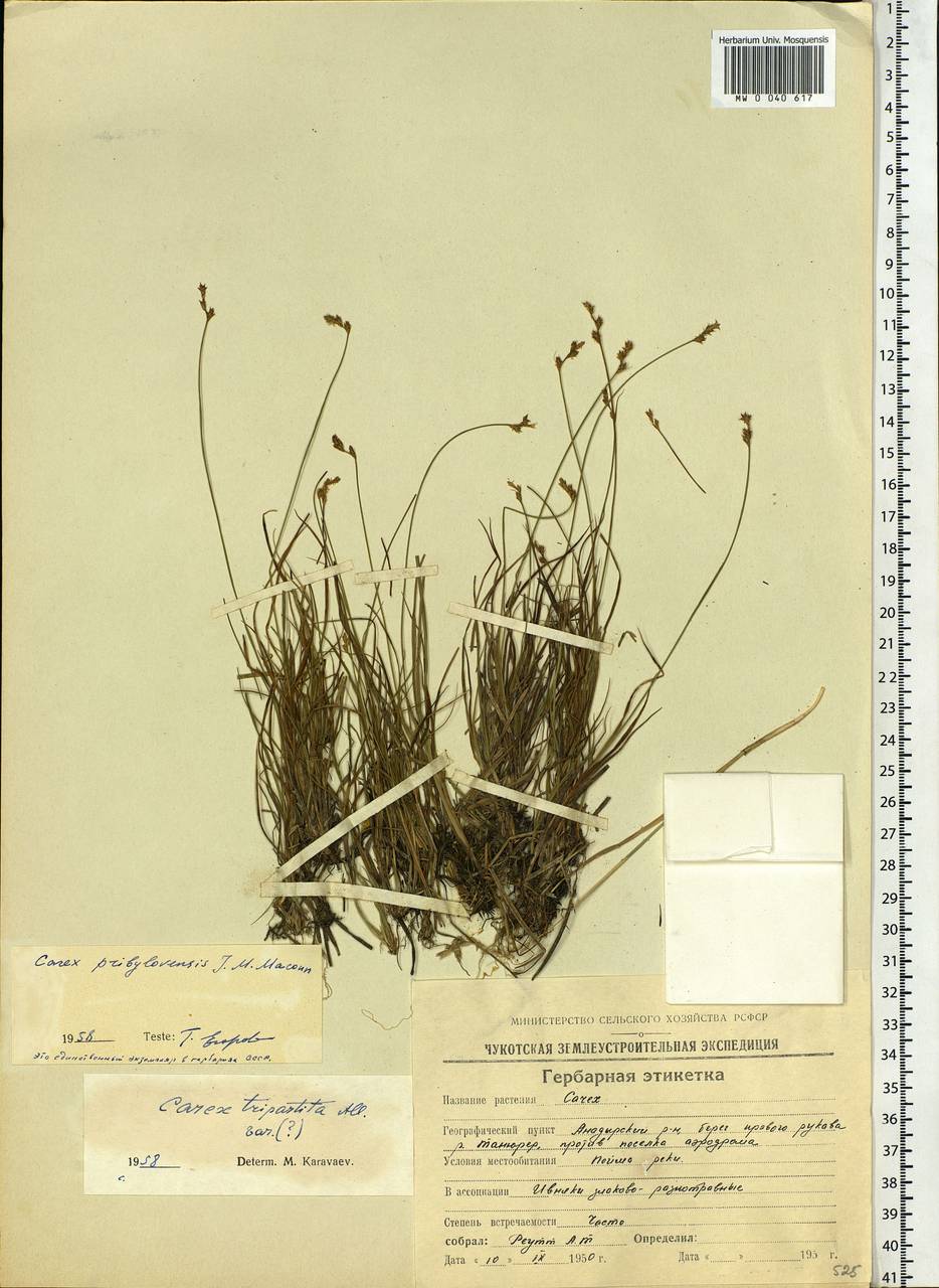 Carex glareosa subsp. pribylovensis (Macoun) G.Halliday & Chater, Siberia, Chukotka & Kamchatka (S7) (Russia)