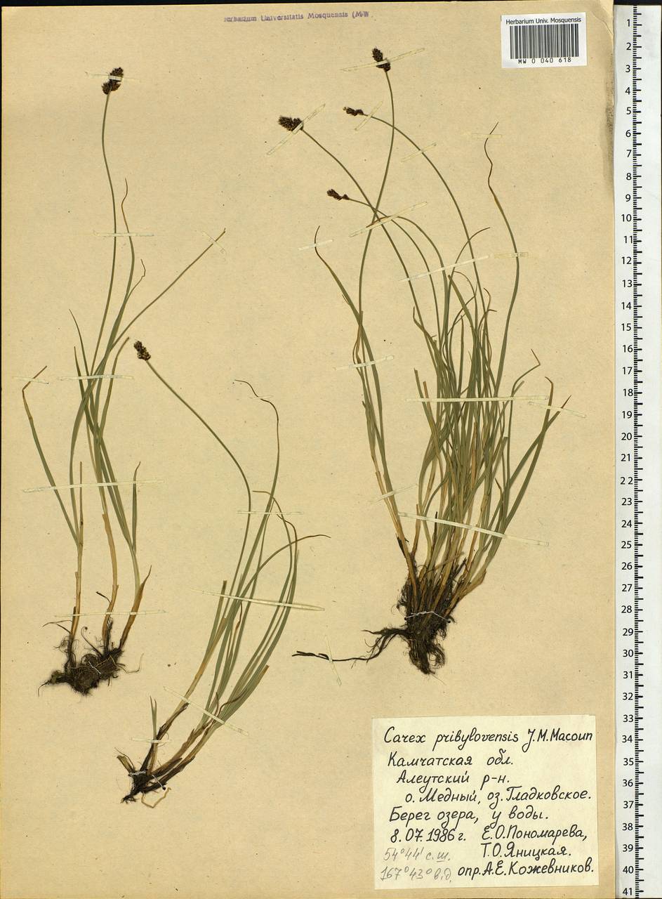 Carex glareosa subsp. pribylovensis (Macoun) G.Halliday & Chater, Siberia, Chukotka & Kamchatka (S7) (Russia)