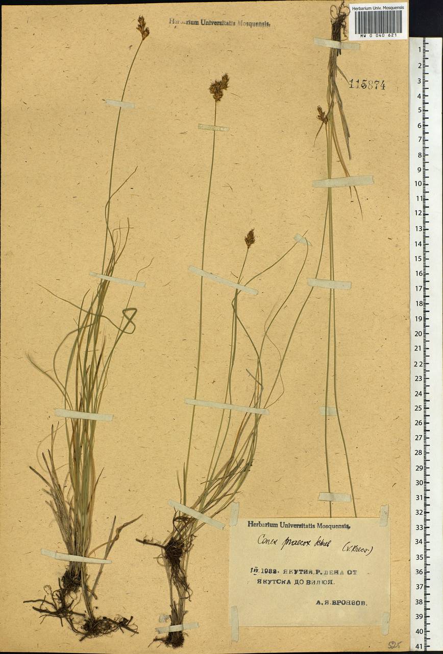 Carex praecox Schreb., Siberia, Yakutia (S5) (Russia)