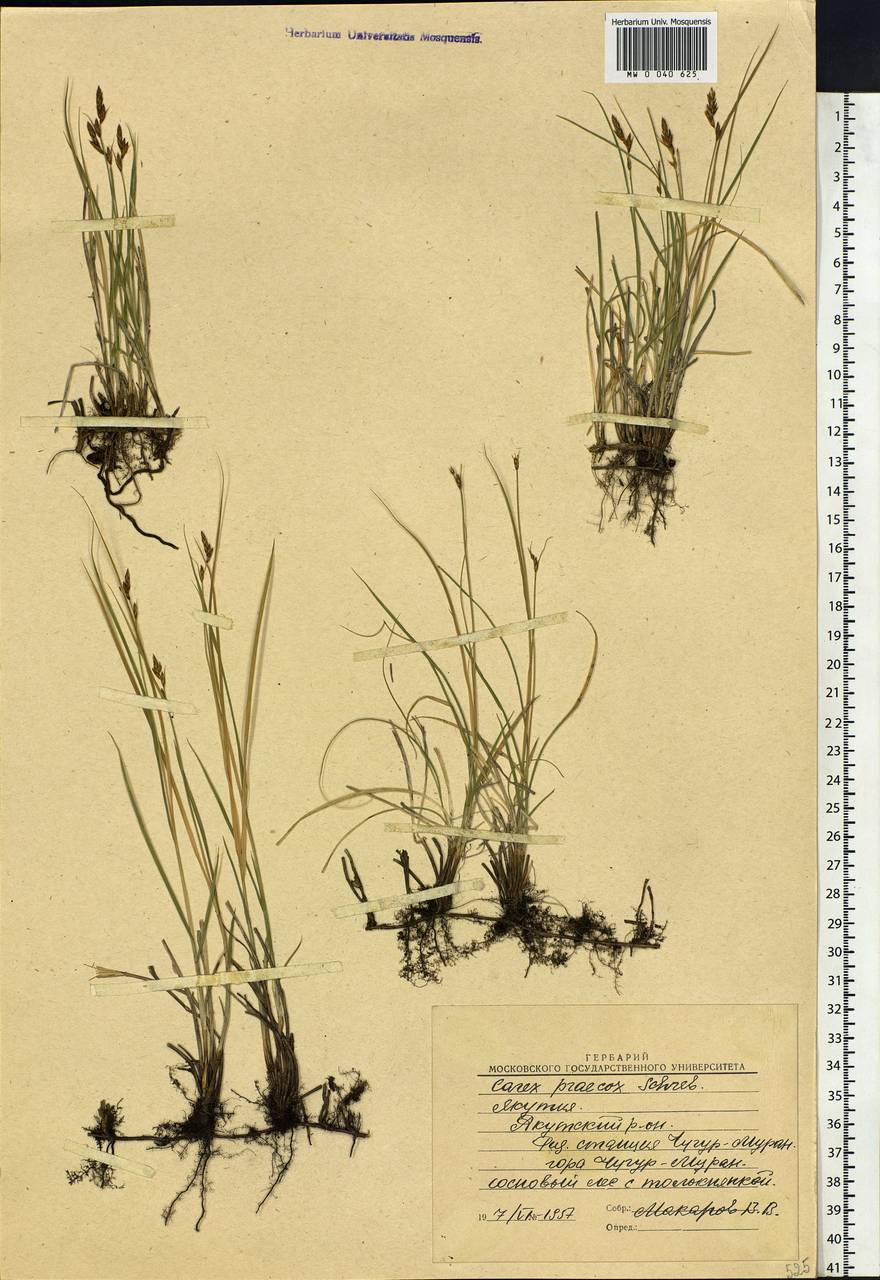 Carex praecox Schreb., Siberia, Yakutia (S5) (Russia)