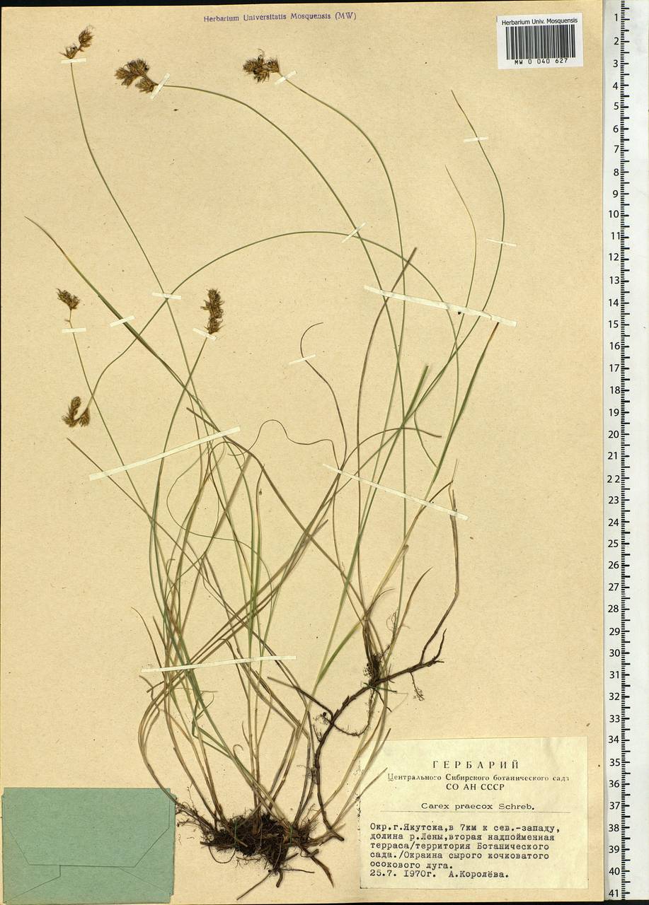 Carex praecox Schreb., Siberia, Yakutia (S5) (Russia)
