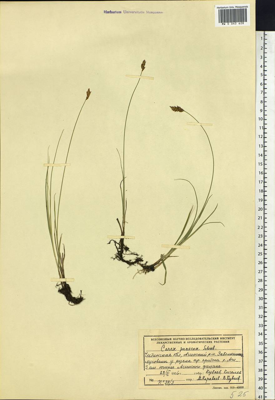 Carex praecox Schreb., Siberia, Baikal & Transbaikal region (S4) (Russia)