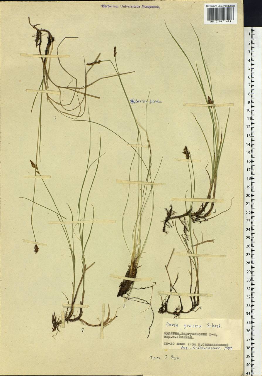 Carex praecox Schreb., Siberia, Baikal & Transbaikal region (S4) (Russia)