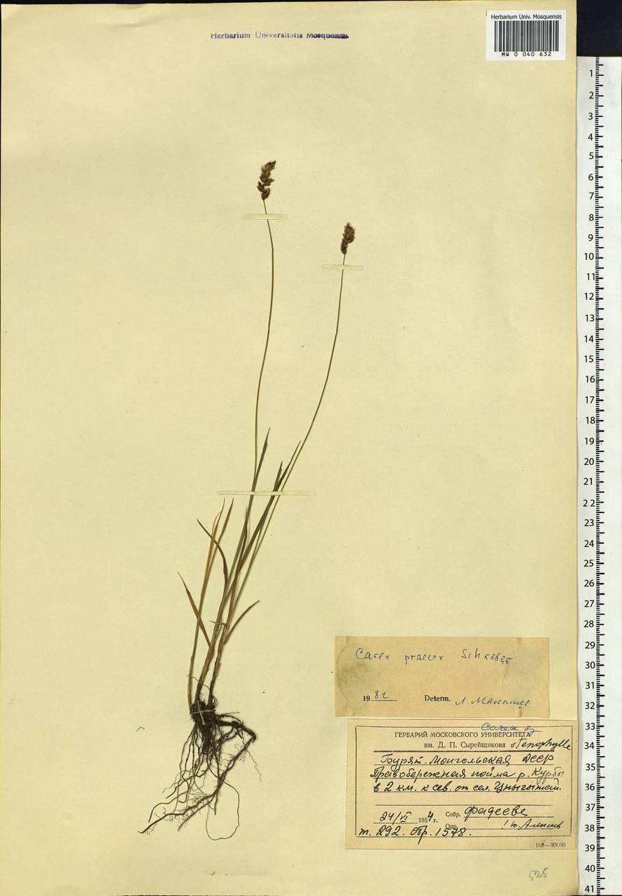 Carex praecox Schreb., Siberia, Baikal & Transbaikal region (S4) (Russia)