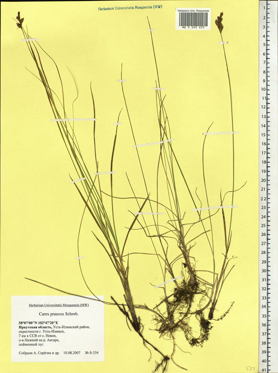 Carex praecox Schreb., Siberia, Baikal & Transbaikal region (S4) (Russia)